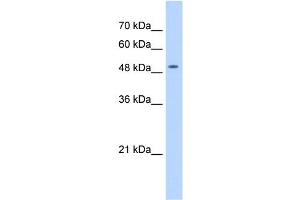 WB Suggested Anti-NARG1L Antibody Titration:  1 ug/ml  Positive Control:  HepG2 cell lysate NAA16 is supported by BioGPS gene expression data to be expressed in HepG2 (NARG1L 抗体  (Middle Region))