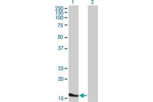 Western Blot analysis of ATOH7 expression in transfected 293T cell line by ATOH7 monoclonal antibody (M02), clone 1E5. (ATOH7 抗体  (AA 53-99))