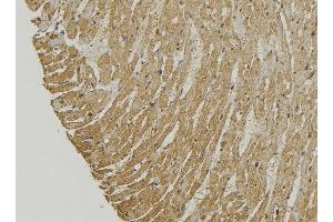 ABIN6272888 at 1/100 staining Mouse muscle tissue by IHC-P.