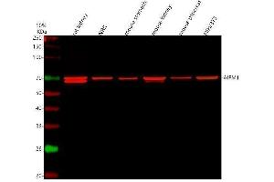 Western blot analysis of AIF using anti-AIF antibody (ABIN3043779).