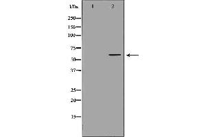 Western blot analysis of Mouse liver tissue lysates, using CHRM5 Antibody. (CHRM5 抗体  (C-Term))