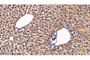 Detection of EPOR in Mouse Liver Tissue using Polyclonal Antibody to Erythropoietin Receptor (EPOR) (EPOR 抗体  (AA 45-244))