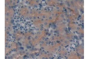 Detection of KLb in Mouse Kidney Tissue using Polyclonal Antibody to Klotho Beta (KLb) (Klotho beta 抗体  (AA 846-965))