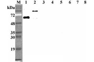 Western blot analysis using anti-DLL1 (human), mAb (D1L165-6)  at 1:2'000 dilution. (DLL1 抗体)