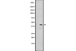 Western Blotting (WB) image for anti-Olfactory Receptor, Family 1, Subfamily L, Member 1 (OR1L1) antibody (ABIN6259510)