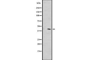 Western blot analysis of OR1L1 expression in A549 whole cell lysate ,The lane on the left is treated with the antigen-specific peptide. (OR1L1 抗体)