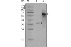 Western blot analysis using NCOA3 mouse mAb against truncated Trx-NCOA3 recombinant protein (1) and truncated NCOA3 (aa1-200)-hIgGFc transfected CHOK1 cell lysate (2). (NCOA3 抗体  (AA 1-200))