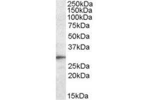 Sstaining of Mouse Liver lysate using Anti-TREM2 antibody at 0. (TREM2 抗体  (Internal Region))
