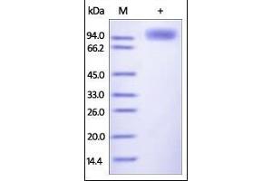 Human LILRB1, Fc Tag on SDS-PAGE under reducing (R) condition.
