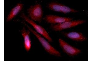 Immunofluorescence (IF) image for anti-Annexin A4 (ANXA4) (AA 1-321) antibody (APC) (ABIN5564829) (Annexin IV 抗体  (AA 1-321) (APC))