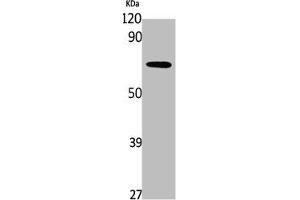 Western Blot analysis of K562 cells using PDP2 Polyclonal Antibody (PDP2 抗体  (Internal Region))