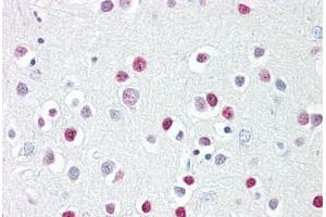 Anti-GATA4 antibody IHC staining of human brain, cortex. (GATA4 抗体  (AA 330-380))