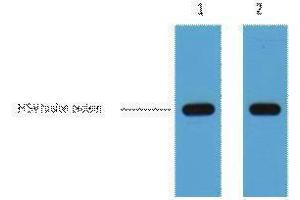 Western Blotting (WB) image for anti-HSV Tag antibody (ABIN3178567) (HSV Tag 抗体)