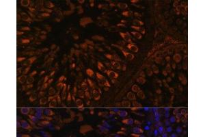 Immunofluorescence analysis of Rat testis using FER1L5 Polyclonal Antibody at dilution of 1:100. (FER1L5 抗体)