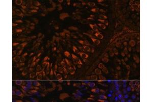 Immunofluorescence analysis of Rat testis using FER1L5 Polyclonal Antibody at dilution of 1:100. (FER1L5 抗体)