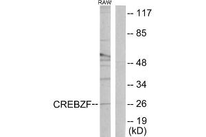 Western blot analysis of extracts from RAW264. (CREBZF 抗体  (C-Term))