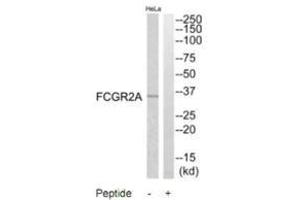 Western blot analysis of extracts from HeLa cells, using FCGR2A antibody. (FCGR2A 抗体  (C-Term))