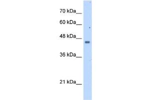 FDFT1 antibody used at 2. (FDFT1 抗体  (N-Term))
