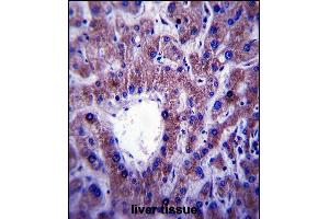 CNIH Antibody (C-term) (ABIN657517 and ABIN2846539) immunohistochemistry analysis in formalin fixed and paraffin embedded human liver tissue followed by peroxidase conjugation of the secondary antibody and DAB staining. (CNIH 抗体  (C-Term))