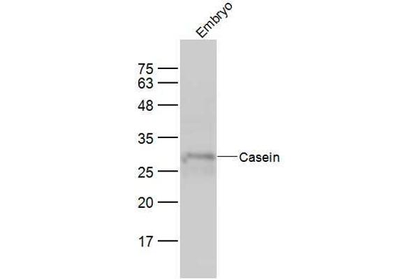 Casein 抗体