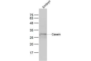 Mouse embryo lysates probed with Casein Polyclonal Antibody, Unconjugated  at 1:300 dilution and 4˚C overnight incubation. (Casein 抗体)