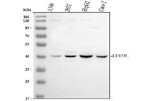 Western blot analysis of LUC7L using anti-LUC7L antibody (ABIN7599858).