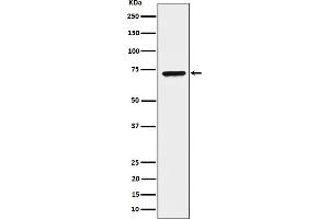 Western blot analysis of CTP synthase / CTPS expression in HeLa cell lysate. (Recombinant CTP Synthase 抗体)