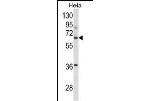 Western blot analysis of ITGBL1 Antibody (Center) (ABIN652727 and ABIN2842482) in Hela cell line lysates (35 μg/lane). (ITGBL1 抗体  (AA 334-360))