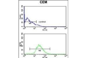 HS Antibody (C-term) (ABIN1881440 and ABIN2842439) flow cytometry analysis of CEM cells (bottom histogram) compared to a negative control cell (top histogram). (HSPA6 抗体  (C-Term))