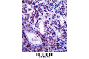 PLSCR4 Antibody immunohistochemistry analysis in formalin fixed and paraffin embedded human liver tissue followed by peroxidase conjugation of the secondary antibody and DAB staining. (PLSCR4 抗体  (AA 122-151))