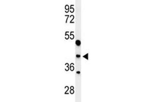 Western blot analysis of MAFA antibody and WiDr lysate. (MAFA 抗体  (AA 282-311))