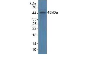 Rabbit Capture antibody from the kit in WB with Positive Control: Human serum. (APOA4 ELISA 试剂盒)