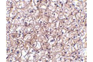 Image no. 2 for anti-Interferon, beta 1, Fibroblast (IFNB1) (Middle Region) antibody (ABIN318888) (IFNB1 抗体  (Middle Region))