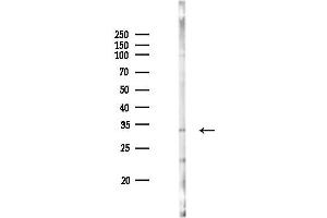 anti-MFNG (MFNG) (Internal Region) antibody