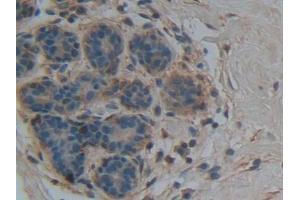 IHC-P analysis of Human Mammary gland Tissue, with DAB staining. (Apolipoprotein M 抗体  (AA 8-188))