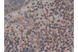 Figure. (Cytochrome C 抗体  (AA 5-100))