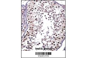 PTPRE Antibody immunohistochemistry analysis in formalin fixed and paraffin embedded human testis tissue followed by peroxidase conjugation of the secondary antibody and DAB staining. (PTPRE 抗体  (N-Term))