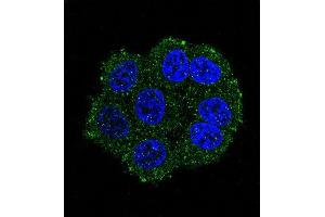 Confocal immunofluorescent analysis of TRSS3 Antibody (Center) (ABIN390923 and ABIN2841125) with hela cell followed by Alexa Fluor 488-conjugated goat anti-rabbit lgG (green). (TMPRSS3 抗体  (AA 272-300))