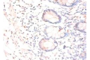Immunohistochemistry of paraffin-embedded human small intestine tissue using ABIN7147776 at dilution of 1:50 (CNTF 抗体  (AA 4-196))