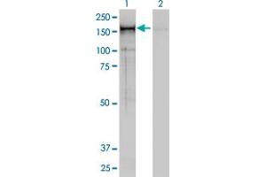 Western Blotting (WB) image for anti-Non-SMC Condensin I Complex, Subunit D2 (NCAPD2) (AA 1240-1339) antibody (ABIN564260)