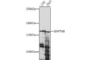 Western blot analysis of extracts of various cell lines, using GNPTAB antibody (ABIN7268770) at 1:1000 dilution. (GNPTAB 抗体  (AA 42-350))