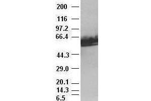 Western Blotting (WB) image for anti-Myc Proto-Oncogene protein (MYC) antibody (ABIN1497011)