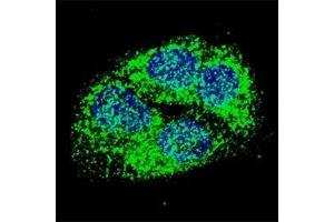 Fluorescent confocal image of HepG2 cells stained with BNIP3 antibody at 1:50. (BNIP3 抗体  (AA 152-187))
