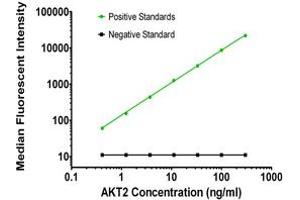 Luminex Assay (LMNX) image for anti-V-Akt Murine Thymoma Viral Oncogene Homolog 2 (AKT2) antibody (ABIN2715855)