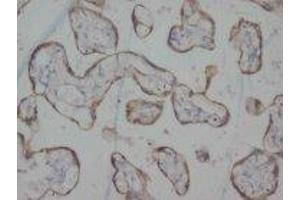 Image no. 1 for anti-Histamine Receptor H3 (HRH3) (C-Term) antibody (ABIN1493044) (HRH3 抗体  (C-Term))
