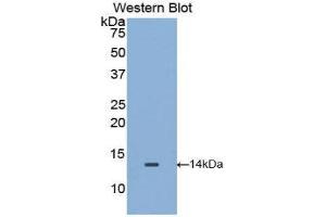 Western Blotting (WB) image for anti-Macrophage Migration Inhibitory Factor (Glycosylation-Inhibiting Factor) (MIF) (AA 4-112) antibody (ABIN1859826) (MIF 抗体  (AA 4-112))