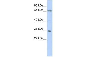 Western Blotting (WB) image for anti-Grainyhead-Like 1 (GRHL1) antibody (ABIN2457923) (GRHL1 抗体)