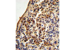 Formalin-fixed and paraffin-embedded mouse spleen tissue reacted with Ku70 Antibody (Center), which was peroxidase-conjugated to the secondary antibody, followed by DAB staining. (XRCC6 抗体  (AA 432-461))