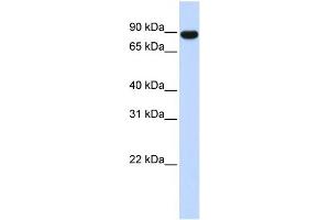 WB Suggested Anti-AKAP8 Antibody Titration: 0. (AKAP8 抗体  (Middle Region))