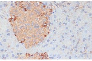 Immunohistochemistry of paraffin-embedded Mouse pancreas using PTPRN2 Polyclonal Antibody at dilution of 1:100 (40x lens). (PTPRN2 抗体)